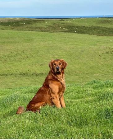 Golden Retriever for sale by GOLDKINGSLEY