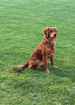 Golden Retriever for sale by GOLDKINGSLEY