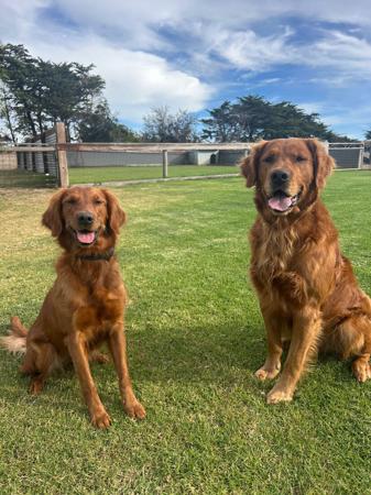 Golden Retriever for sale by GOLDKINGSLEY