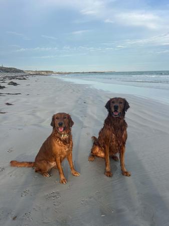 Golden Retriever for sale by GOLDKINGSLEY