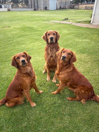Golden Retriever for sale by GOLDKINGSLEY