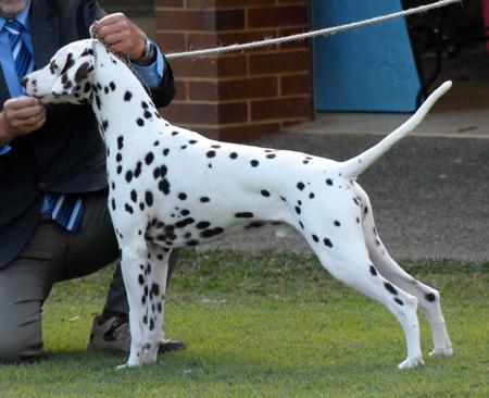 Dalmatian for sale by LITEFLITE