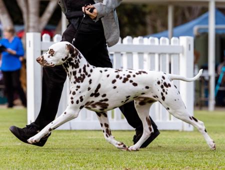 Dalmatian for sale by LITEFLITE