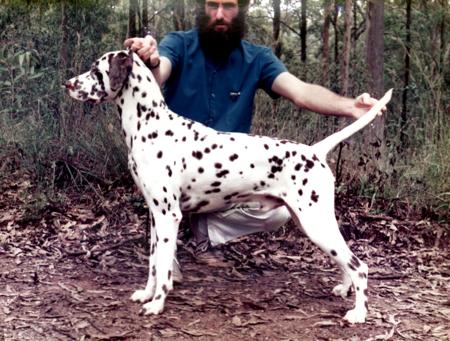 Dalmatian for sale by LITEFLITE