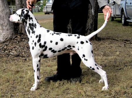 Dalmatian for sale by LITEFLITE