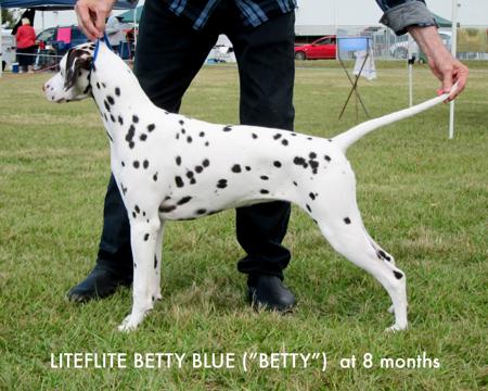 Dalmatian for sale by LITEFLITE