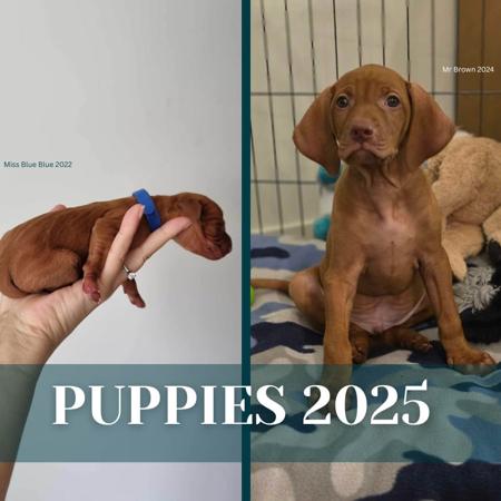 Hungarian Vizsla for sale by LUCAVARI