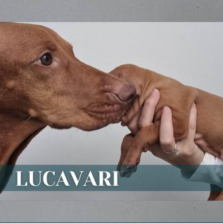 Hungarian Vizsla for sale by LUCAVARI