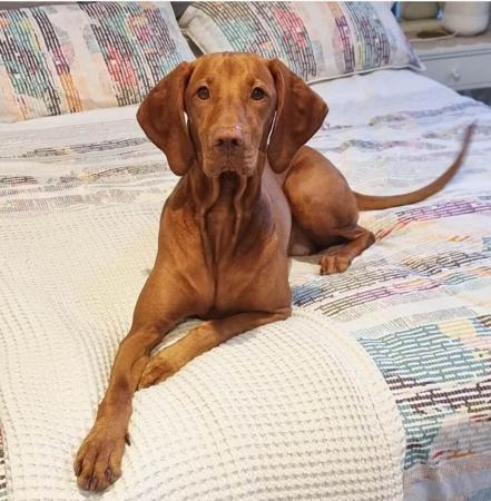 Hungarian Vizsla for sale by LUCAVARI