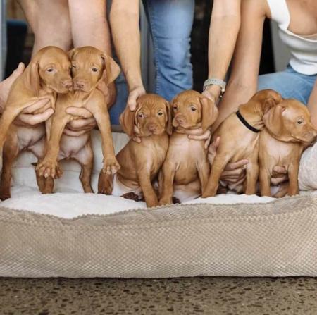 Hungarian Vizsla for sale by LUCAVARI
