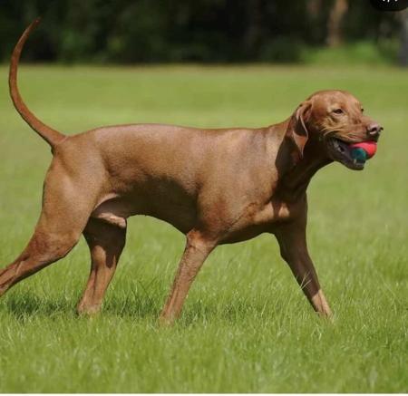 Hungarian Vizsla for sale by LUCAVARI