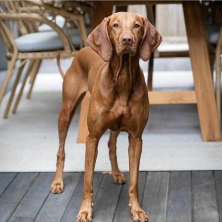 Hungarian Vizsla for sale by LUCAVARI