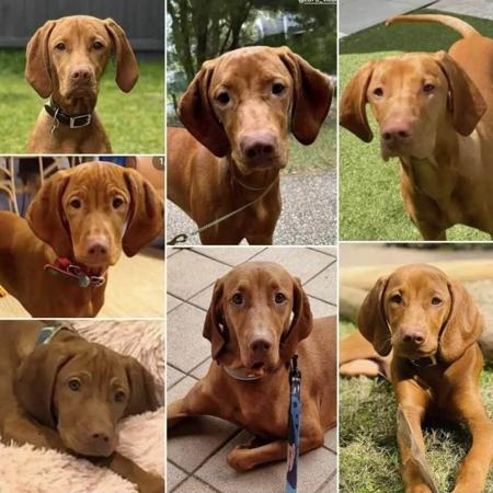 Hungarian Vizsla for sale by LUCAVARI