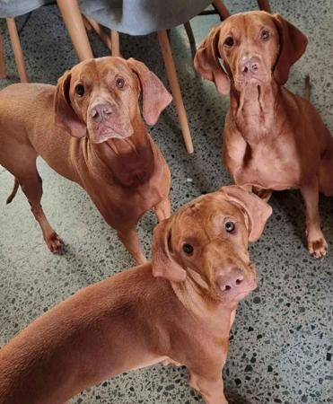 Hungarian Vizsla for sale by LUCAVARI