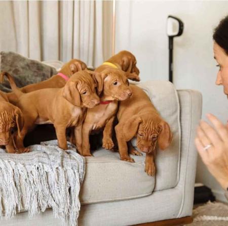 Hungarian Vizsla for sale by LUCAVARI