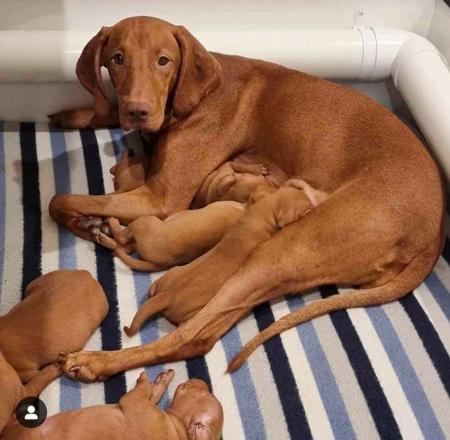 Hungarian Vizsla for sale by LUCAVARI