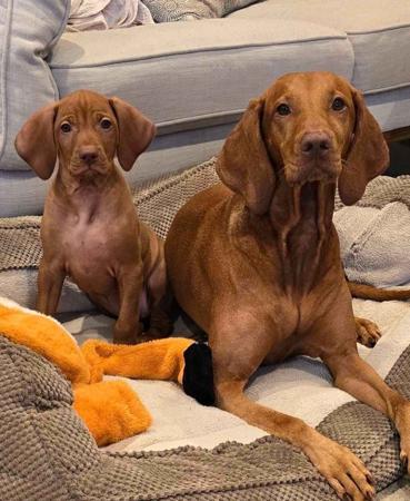 Hungarian Vizsla for sale by LUCAVARI