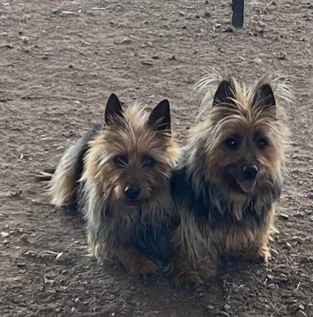 Australian Terrier for sale by TOLLGRANA