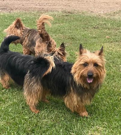 Australian Terrier for sale by TOLLGRANA