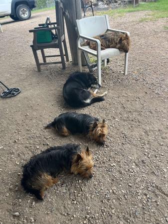 Australian Terrier for sale by TOLLGRANA