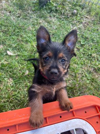 Australian Terrier for sale by TOLLGRANA