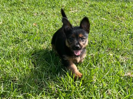 Australian Terrier for sale by TOLLGRANA