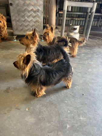 Australian Terrier for sale by TOLLGRANA