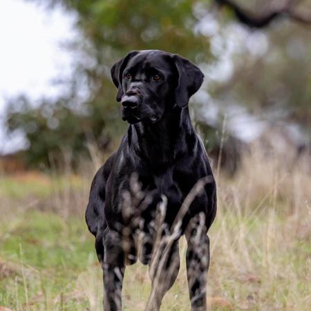 Labrador Retriever for sale by VALLEYBROOK
