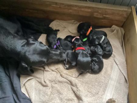 Labrador Retriever for sale by VALLEYBROOK