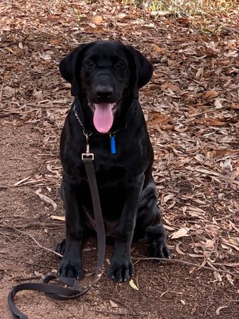 Labrador Retriever for sale by VALLEYBROOK