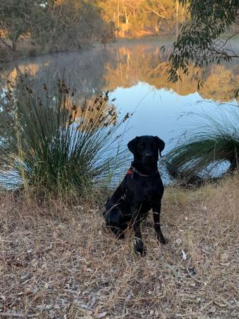 Labrador Retriever for sale by VALLEYBROOK