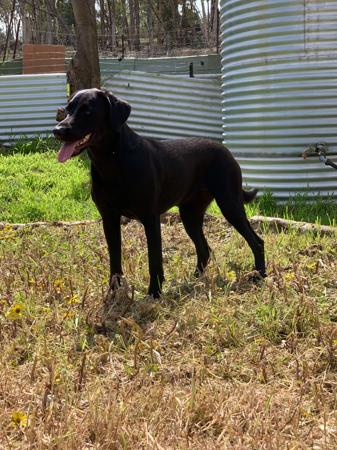 Labrador Retriever for sale by VALLEYBROOK