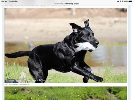 Labrador Retriever for sale by VALLEYBROOK