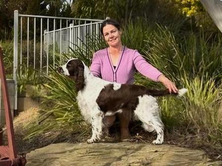 English Springer Spaniel for sale by KALIBYR