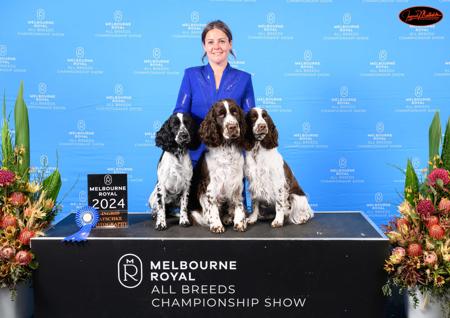 English Springer Spaniel for sale by JESSICALYON