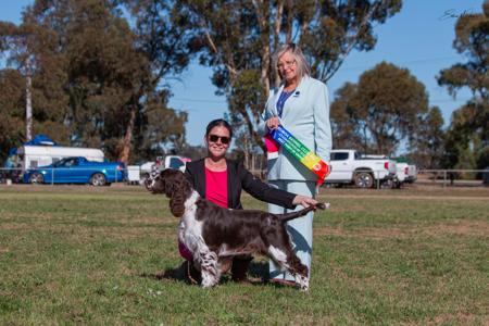 English Springer Spaniel for sale by KALIBYR