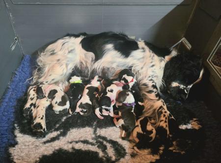 English Springer Spaniel for sale by KALIBYR