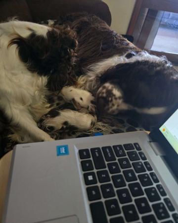 English Springer Spaniel for sale by KALIBYR