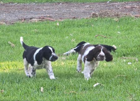 English Springer Spaniel puppy for sale by JESSICALYON