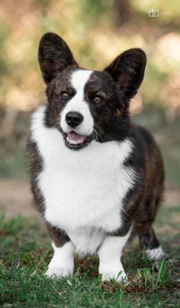 Welsh Corgi (Cardigan) for sale by ROBRYCH