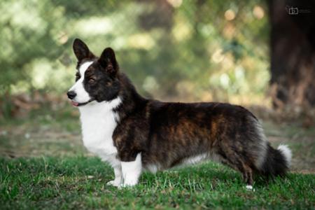 Welsh Corgi (Cardigan) for sale by ROBRYCH