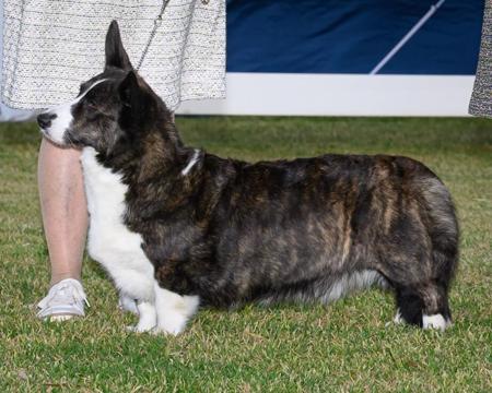 Welsh Corgi (Cardigan) for sale by ROBRYCH