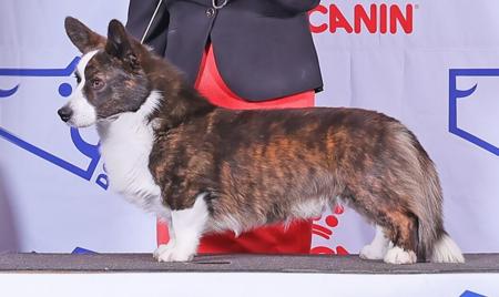 Welsh Corgi (Cardigan) for sale by ROBRYCH