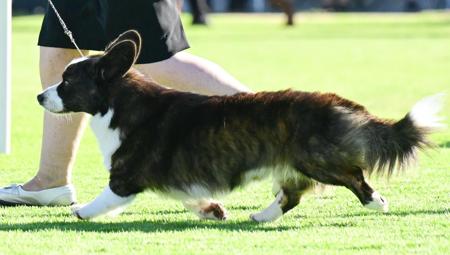 Welsh Corgi (Cardigan) for sale by ROBRYCH