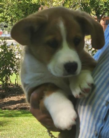 Welsh Corgi (Cardigan) puppy for sale by ROBRYCH