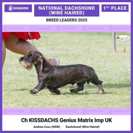 Dachshund (Wire Haired) for sale by TIRRIKE