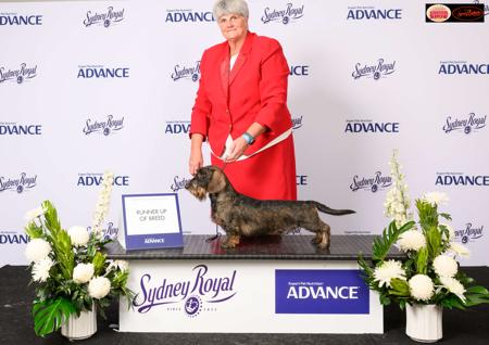 Dachshund (Wire Haired) for sale by ANDREAGC