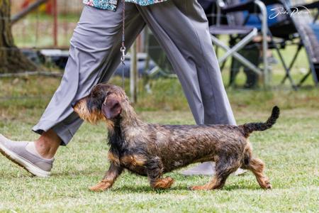 Dachshund (Wire Haired) for sale by TIRRIKE