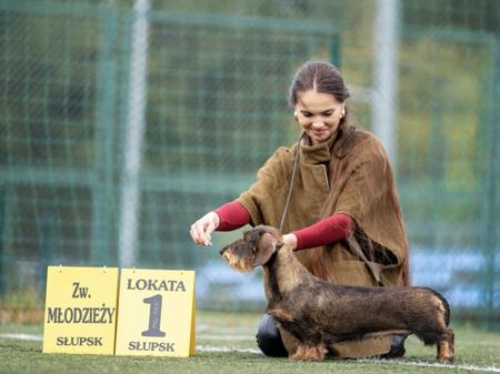 Dachshund (Wire Haired) for sale by TIRRIKE