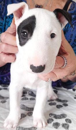 Bull Terrier (Miniature) puppy for sale by WITCHEND